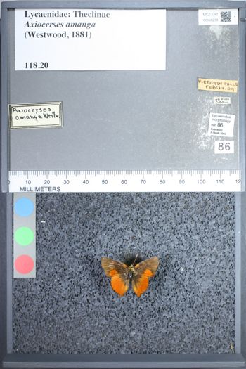 Media type: image;   Entomology 68239